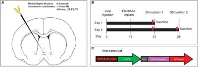 Deep Brain Stimulation of the Medial Septal Nucleus Induces Expression of a Virally Delivered Reporter Gene in Dentate Gyrus